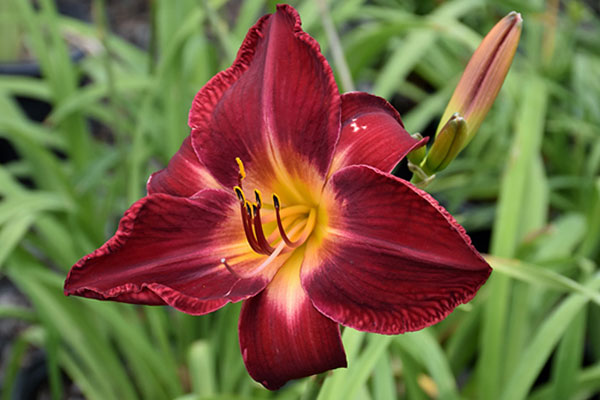 Red Volunteer Daylily